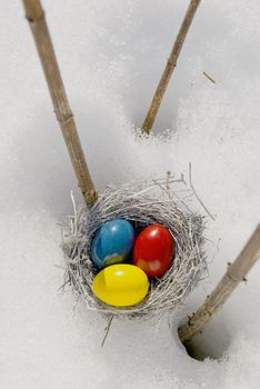 nest and color Easter eggs on spring snow bacground