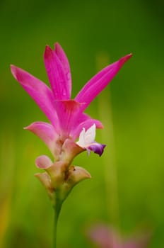 Siam Tulip Flower in Thailand