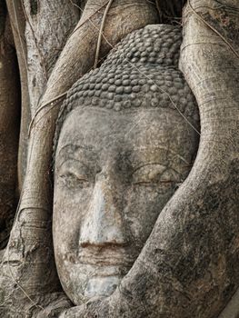 Buddha head carved in a tree in Wat Mahathat temple in Ayutthaya Thailand