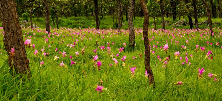 siam Tulip Flower in Thailand