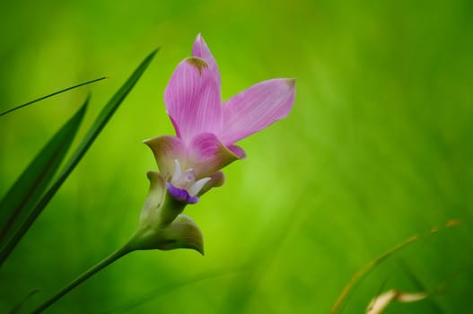 siam Tulip Flower in Thailand