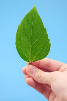 Hand holding fresh green leaf on blue background
