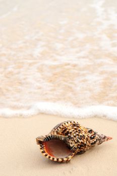 Seashell and ocean wave on sandy tropical beach