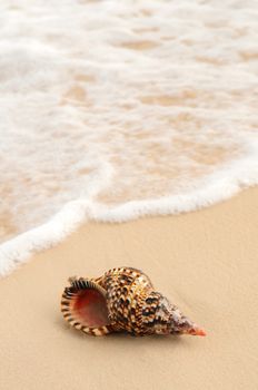 Seashell and ocean wave on sandy tropical beach