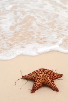 Starfish and ocean wave on sandy tropical beach