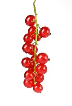 food series: ripe and healthy red currant