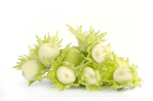 Group of fruits of a nut tree on a white background.