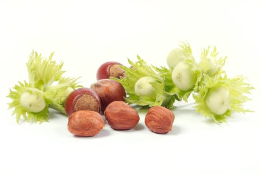 Group of fruits of a nut tree on a white background.