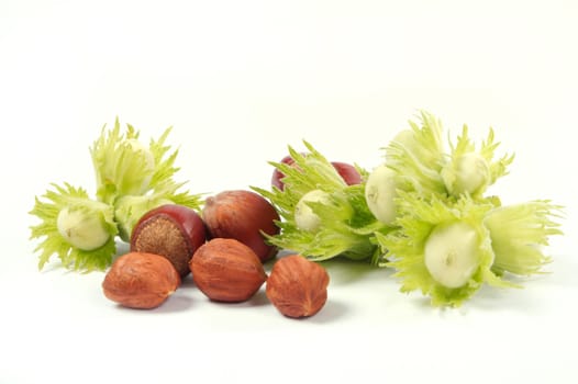 Group of fruits of a nut tree on a white background.