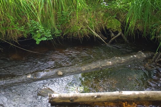 brook with beams in the forest
