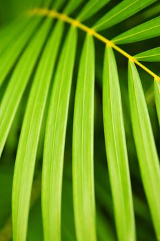 Botanical background of green palm tree leaves close up