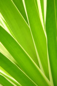 Closeup on green leaves of tropical plant