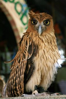 a Philippine eagle with big yellow eyes
