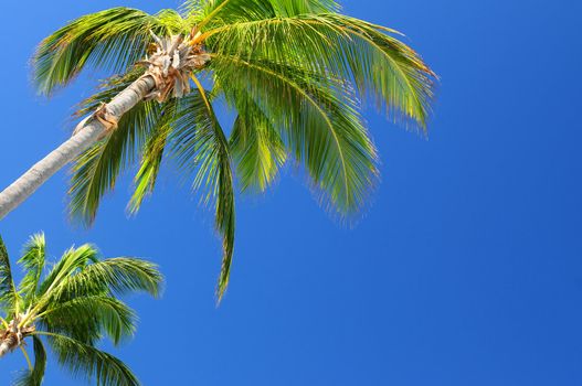 Tropical background of palms on blue sky