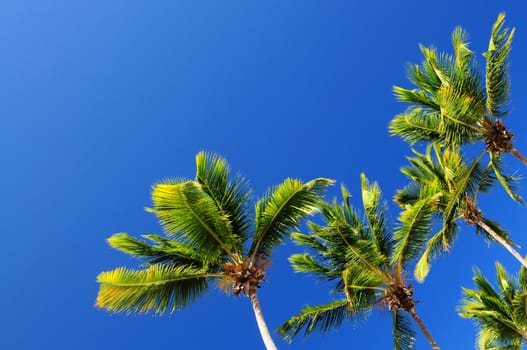 Lush green palm trees on blue sky background