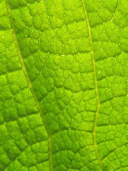 Close up of the emerald colored leaf
