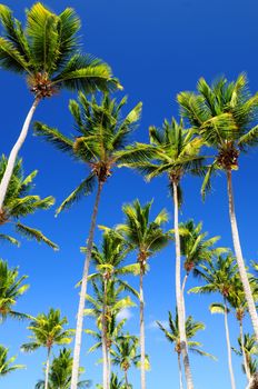 Lush green palm trees on blue sky background