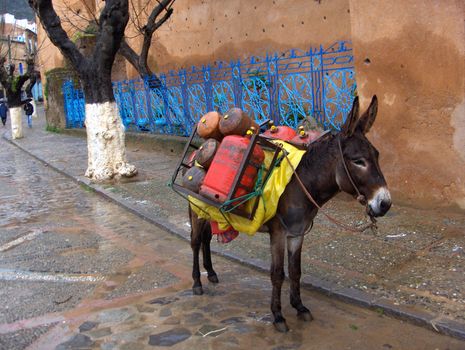 Pack animal with a brightly colored load in Chefchouen, Morocco.