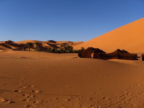 Oasis in the Sahara, near Merzouga, Morocco.