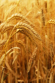 Golden wheat growing in a farm field, closeup on ears