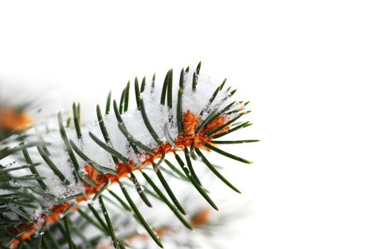 Christmas background with snowy spruce tree branch isolated on white