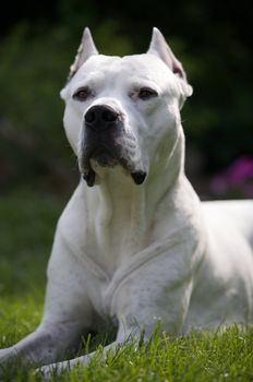 An argentin dog laying in the grass.