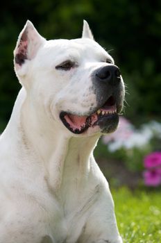Portrait of a Dogo Argentino.