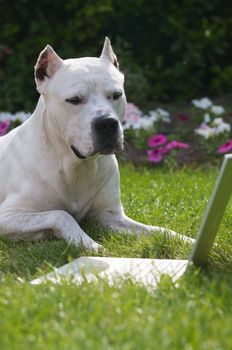 An argentin dog laying in front of a laptop.
