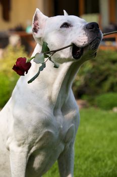 An argentin dog holding a red rose in his mouth. 