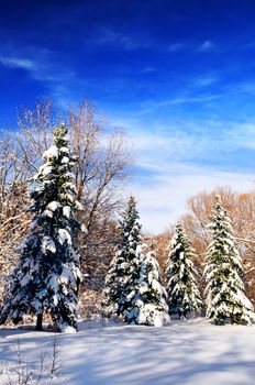 Winter landscape of a sunny forest after a heavy snowfall