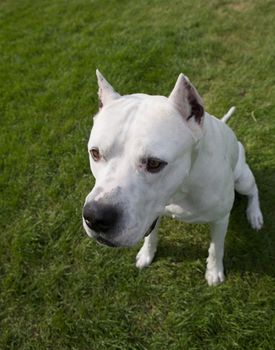 An argentin dog looking upwards.