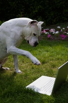 An argentin dog sitting in front of a laptop.