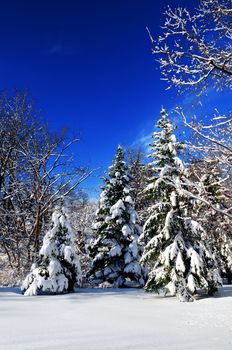 Winter landscape of a sunny forest after a heavy snowfall