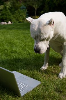 An argentin dog sitting in front of a laptop.