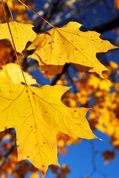 Yellow maple leaves in a fall park, close up