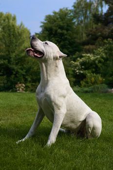 The sitting argentin dog.