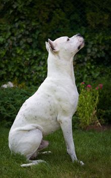 An argentin dog looking upwards.