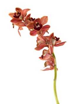 A beautiful fresh orchid