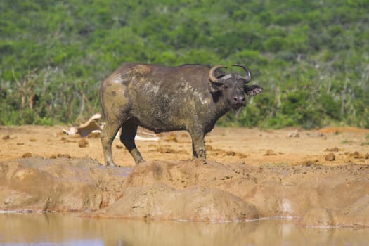 Muddy Cape Buffalo at the waterhole