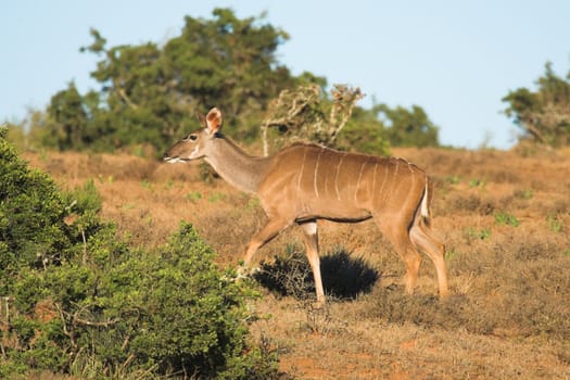 Female Kudu Running