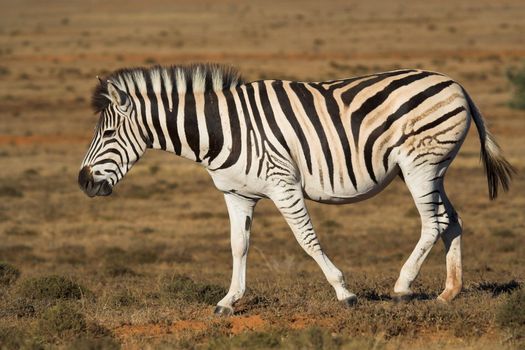 Burchell Zebra walking on the African plains