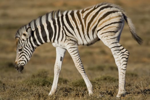 Zebra Foal feeding on the African grass plains