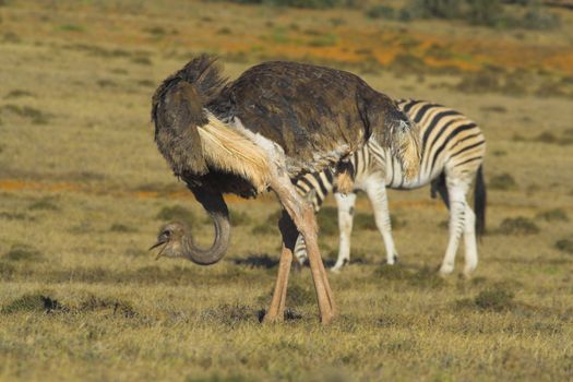 Ostrich with Zebra in the background