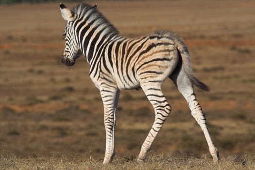 Zebra Foal uneasy on its legs