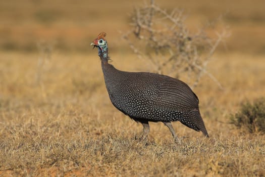 Guinea Fowl on the African grass plains