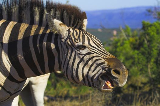 Zebra showing his teeth