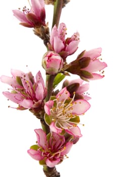 Peach blossom in spring with white background