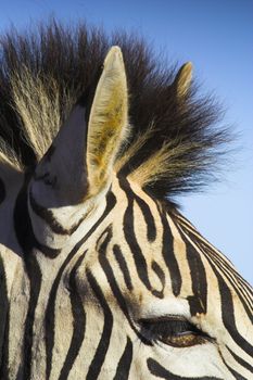 Zebra close up