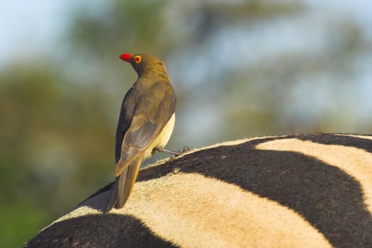 Red-billed oxpecker on the back of a zebra
