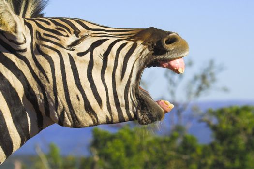 Zebra yawning with its mouth wide open. Good shot for dental projects